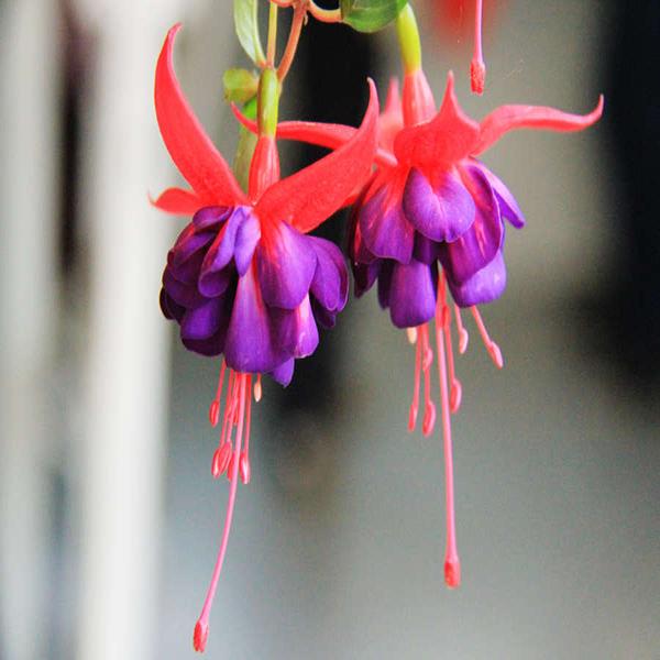 30PCS Chinese Enkianthus Seeds Potted Chinese Enkianthus Flower Garden Ornamental Plants