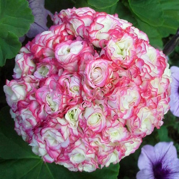 Egrow 20Pcs/Pack Geranium Seeds Pelargonium Flower Seeds Garden Potted Plants