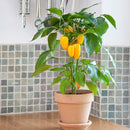 Egrow 100PCS/Pack Pepper Seeds Hot Chilli Pepper Capsicum Vegetable Bonsai Plants Garden Plantas