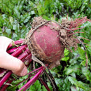 Egrow 200Pcs/Bag Chinese Red Beet Sweet Vegetables Seeds Russian Sweet Soup Refine Sugar Anti-Cancer