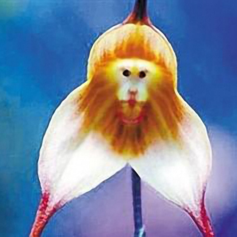 Egrow 200PCS Monkey Face Orchids Seeds Multiple Varieties Plants Garden Bonsai Flower