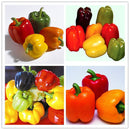 Egrow 50Pcs/Bag Mixed Red Yellow Green Pepper Seeds Colorful Sweet Pepper Seeds Mix Bell Peppers