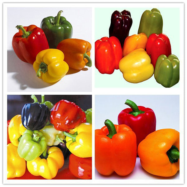 Egrow 50Pcs/Bag Mixed Red Yellow Green Pepper Seeds Colorful Sweet Pepper Seeds Mix Bell Peppers