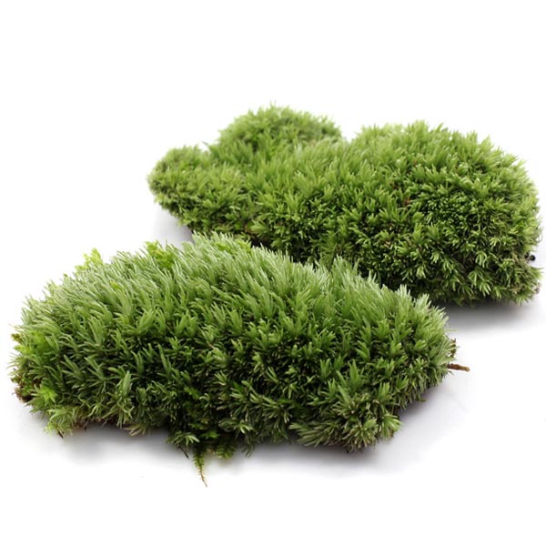 DIY Mirco Landscape Moss Plant Natural Wild Leucobryum Bowringii Glass Bottle Decorations
