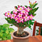 20 PCS Genuine Adenium Obesum Desert Rose Seeds Flower Bonsai Plant DIY Home Grden Seeds