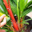 Egrow 100Pcs/Pack Colorful Palm Tree Seeds Bonsai Bamboo Seeds Home Garden Tree Seeds