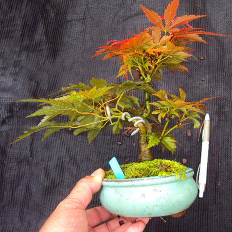 Egrow 50PCS/Pack Maple Seeds Canada Mini Red Maple Bonsai Garden DIY Bonsai Maple Tree Plant