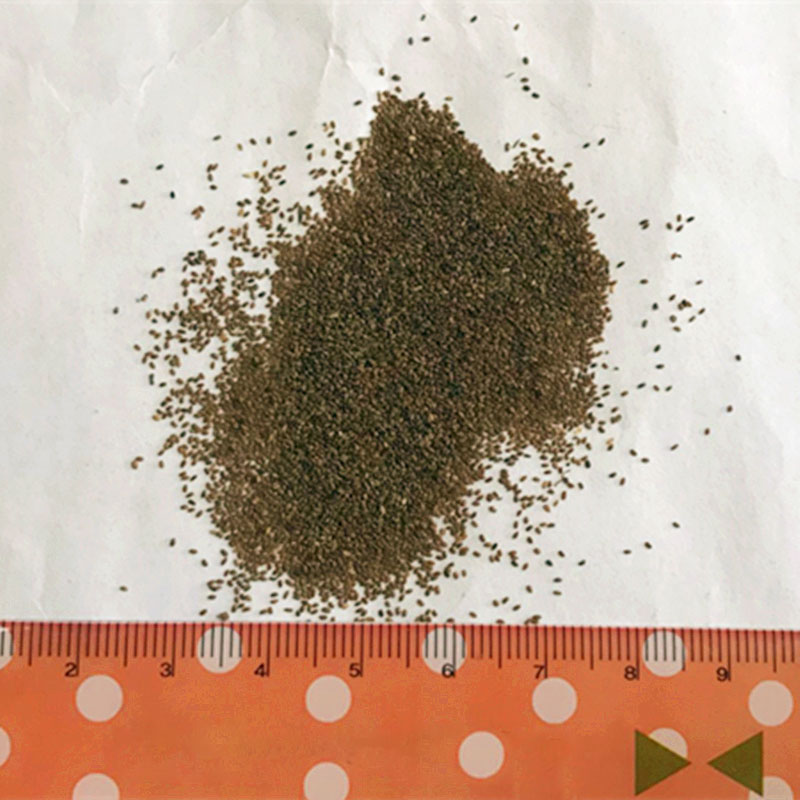 Egrow 100Pcs/Pack Monkey Face Orchid Seeds Home Garden Bonsai Plants Flowers