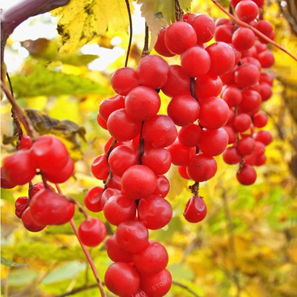 Egrow 100Pcs/Pack Schisandra Seeds Chinese Magnolia Vine Edible Garden Fruit Tree Seed DIY Plants