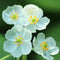10PCS Japanese Lotus Flower Seeds White Petal Flower with Rain Turns Translucent Bonsai Crystal