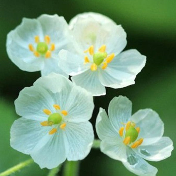 10PCS Japanese Lotus Flower Seeds White Petal Flower with Rain Turns Translucent Bonsai Crystal