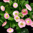 Egrow 200Pcs Strawberry Ice Cream Little Daisy Seeds Bonsai Plants Seeds for Home Garden