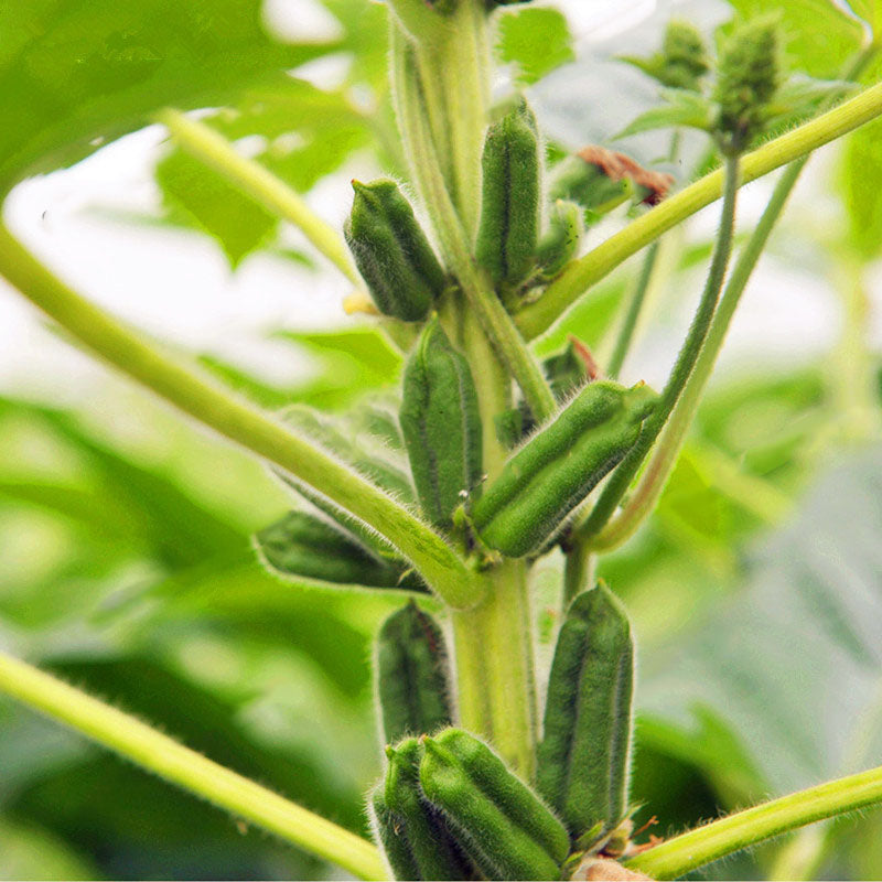 Egrow 100Pcs/Pack Sesame Seeds Sesame Bonsai Gardening Sesame Plant Black Sesame Flores