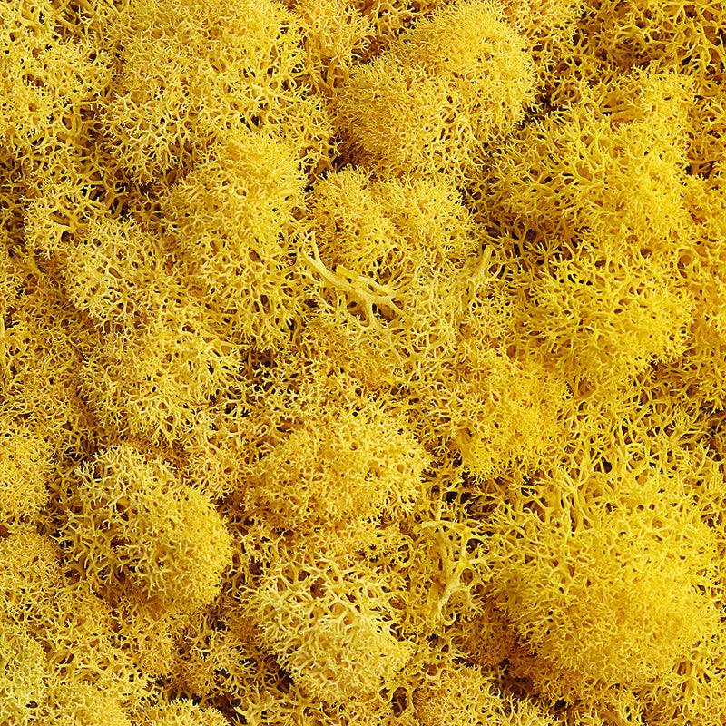 200g Natural Norwegian Reindeer Moss Preserved Dried Craft Flower Decorations