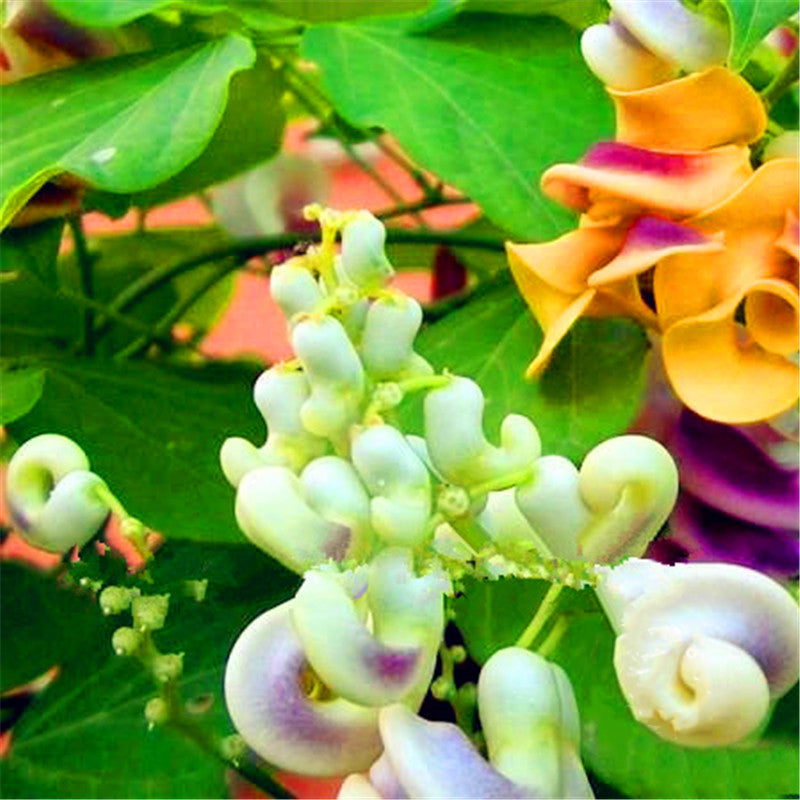 Egrow 20 PCS/Pack Snail Vine Seeds Wisteria Snail Vine Flores Bonsai DIY Home Garden Plants Pot Flowers Plantas