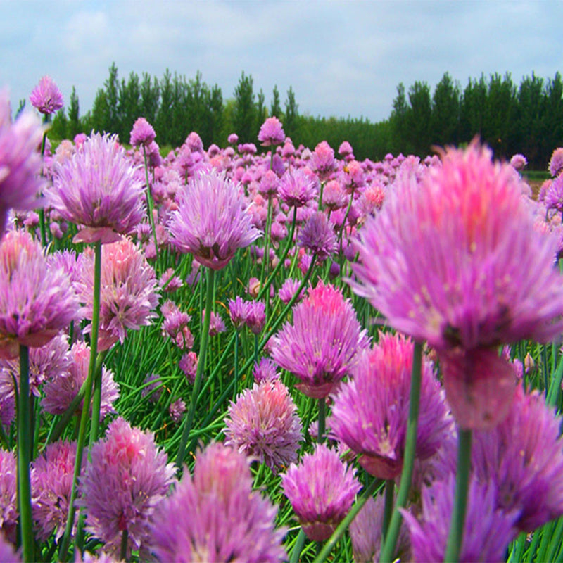 Egrow 1000Pcs/Pack Gram Chive Seeds Herb Flower Vegetable Home Garden Edible Plants