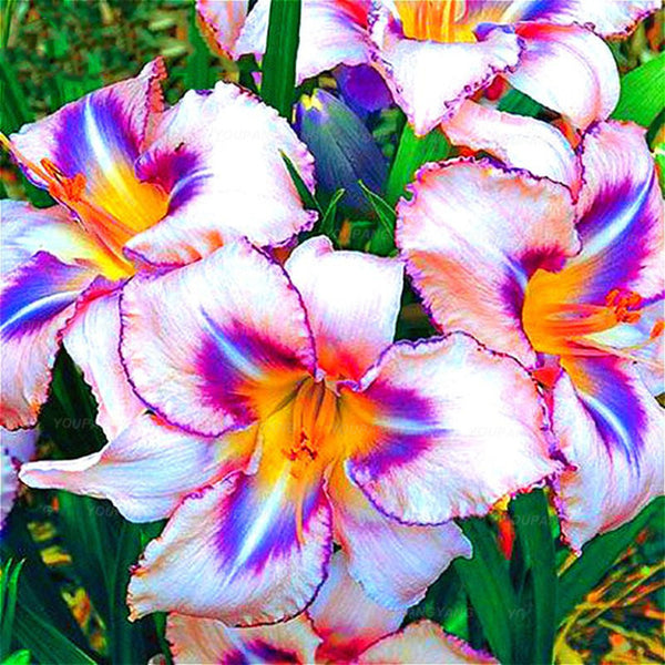 Egrow 100PCS/Pack Lily Seeds Rare Peruvian Lily Alstroemeria Bonsai Plants Mix-Color Beautiful Lilies Flower For Home & Garden Decoration