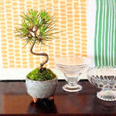 Egrow 50 Pcs/Pack Pine Tree Seeds Mini Black Pine Tree Bonsai Courtyard Garden Bonsai Tree Plants Pine Tree DIY Home Garden