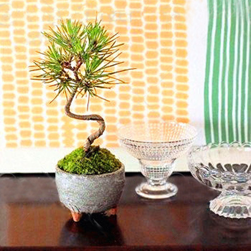 Egrow 50 Pcs/Pack Pine Tree Seeds Mini Black Pine Tree Bonsai Courtyard Garden Bonsai Tree Plants Pine Tree DIY Home Garden