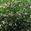 Egrow 30 Pcs/Pack Elaeocarpus Seeds Elaeocarpus Decipiens Tree Plant Elaeocarpus Sylvestris