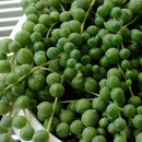 Egrow50Pcs/Bag Pearl Chlorophytum Seeds Pearl Chlorophytum Succulent Plants Bonsai Beads Seeds