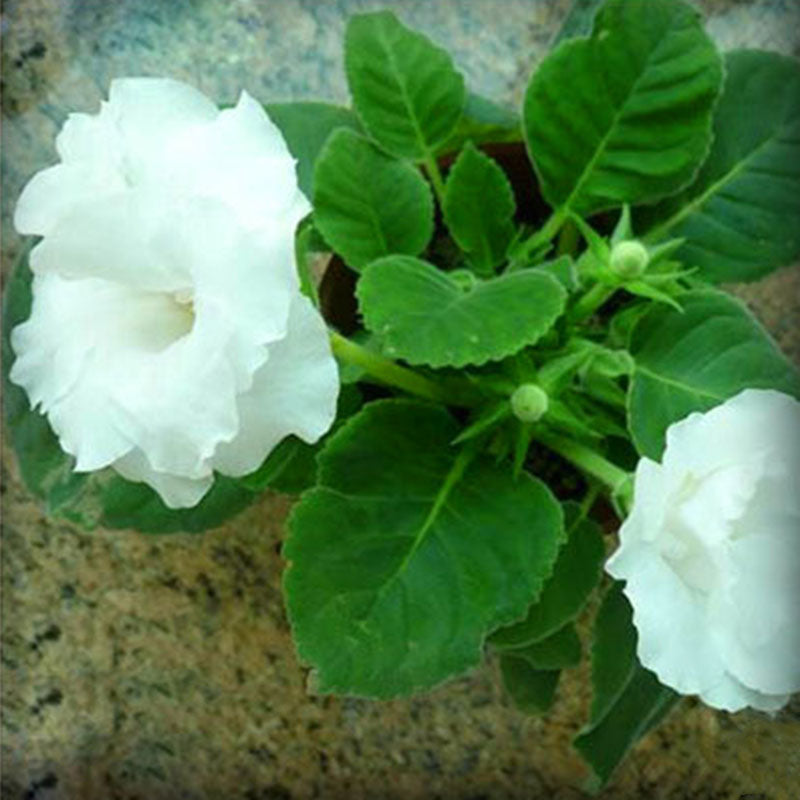 Egrow 100PCS/Pack Gloxinia Seeds 9 Colors Gloxinia Garden Perennial Flowering Plants Sinningia Speciosa Bonsai