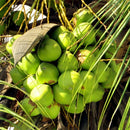 Egrow 10Pcs/Bag Coconut Tree Seeds Perennial Bonsai Juicy Fruit Plants for Home and Garden Planting