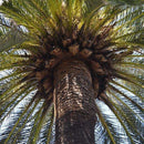 Egrow10Pcs/Bag Rare Medjool Date Seeds Sweet Organic Fruit Seeds Natural Date Palm Tree Seeds