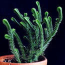Egrow 100Pcs/Pack Succulent Cactus Seeds Crassula Capitella Pagoda Succulent Potted Seed