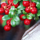 Egrow50Pcs/Bag Wild Cranberry Seeds Vaccinium Cherry Bearberry Fruit Seeds Blueberry Garden Seeds