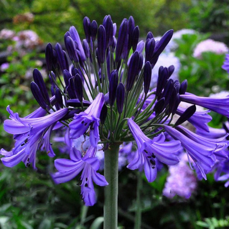Egrow 100 Pcs/Pack Agapanthus Seeds Agapanthus Africanus Bonsai Home Garden Flower Drought Tolerant