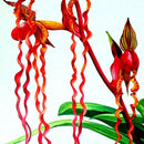 Egrow 20pcs/Bag Sementes Orchid Seeds Rare Flower Orchid Seeds For Home Garden Plants