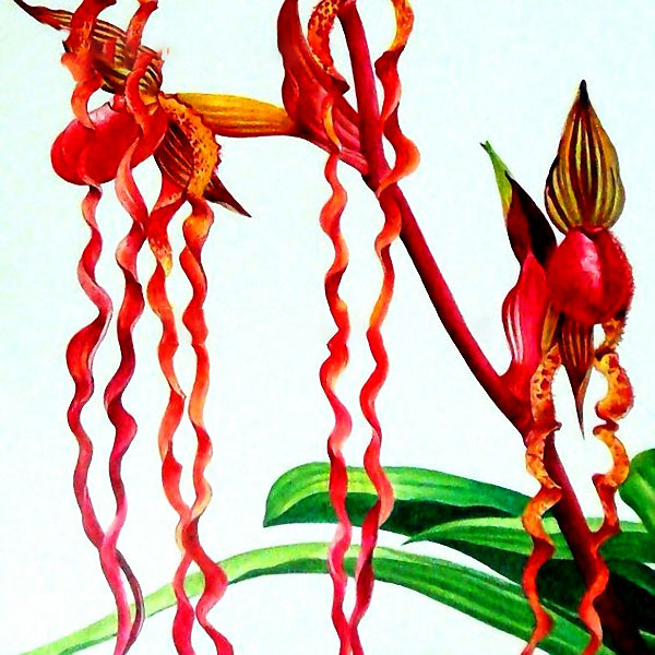 Egrow 20pcs/Bag Sementes Orchid Seeds Rare Flower Orchid Seeds For Home Garden Plants
