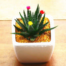 Egrow 100Pcs/Bag Haworthia Fasciata Seeds Aloe Vera Seeds Succulent Plant Seed Flower Bonsai