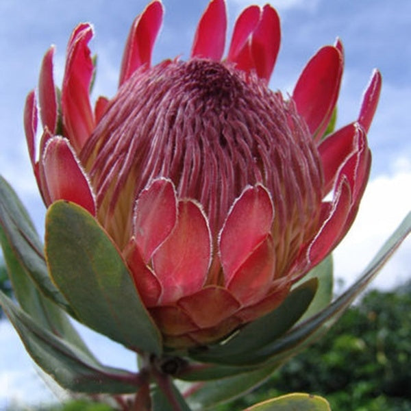 Egrow 50Pcs/Pack Protea Cynaroides Seeds Rare Bonsai Potted Flower Seed Home Garden Plants