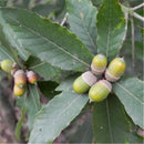 Egrow 100 Pcs/Pack Glauca Seeds Chinese Glauca Tree Cyclobalanopsis Glauca Tree For Nut