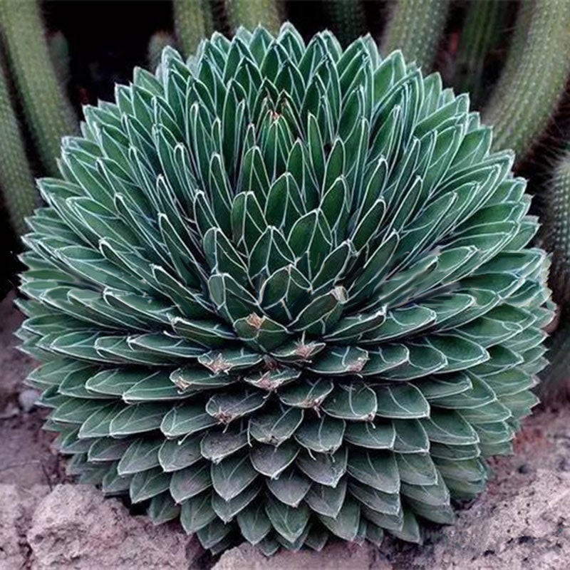 Egrow 100Pcs/Pack Aloe Cacti Agave Seeds Rare Succulent Plants Indoor Planta Agave-Americana Potted Agave Plants For Home Garden