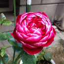 Egrow 200Pcs/Pack Diamond Rose Seeds Garden Bonsai Planting Flower Plants