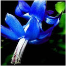 Egrow 20PCS/Pack Zygocactus Truncatus Seeds Schlumbergera Plants Easy To Grow Indoor Potted Plants