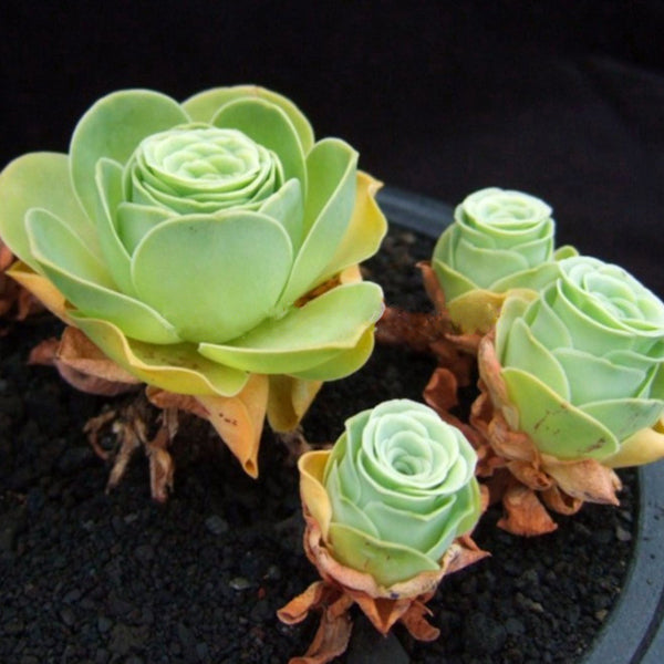 Egrow 100Pcs/Pack Greenovia Flowers Seeds Green Mountain Rose Succulent Plants Bonsai Seed