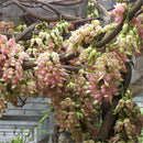 Egrow 16 Pcs/Pack Mucuna Birdwoodiana Tree Seeds Flower Seeds Home Garden Decoration