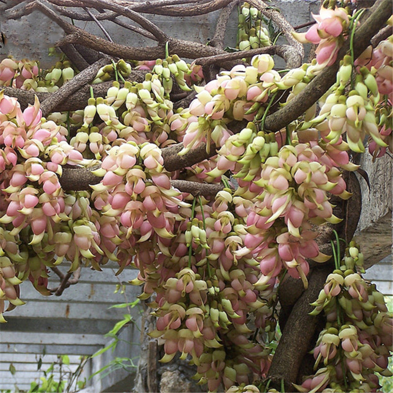 Egrow 16 Pcs/Pack Mucuna Birdwoodiana Tree Seeds Flower Seeds Home Garden Decoration