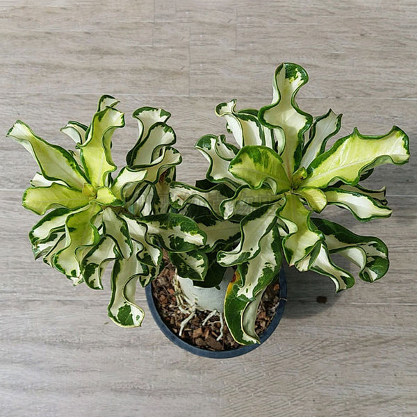 Egrow 1 Pcs Rose Seeds Thailand Rare Grafted Desert Rose Variegated Leaves Siam Home Garden Flowers Adenium Obesum