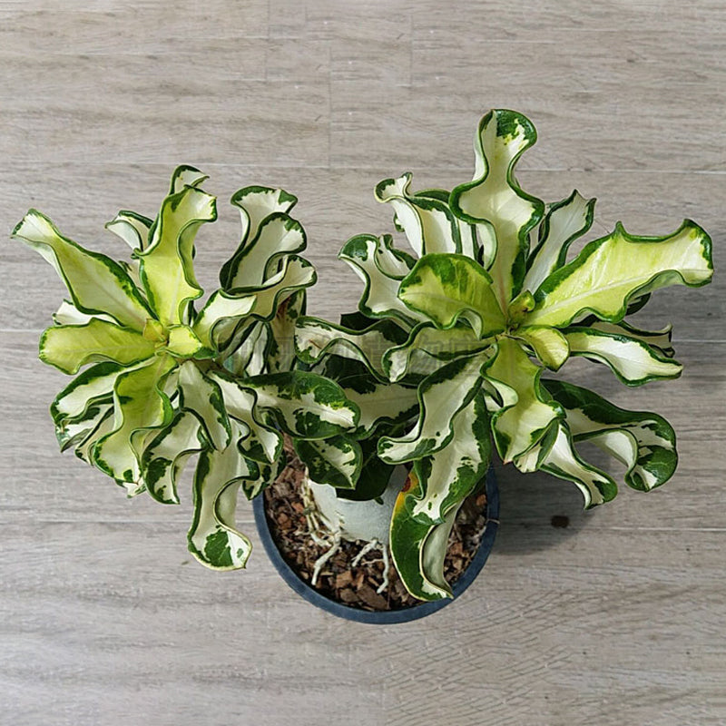 Egrow 1 Pcs Rose Seeds Thailand Rare Grafted Desert Rose Variegated Leaves Siam Home Garden Flowers Adenium Obesum