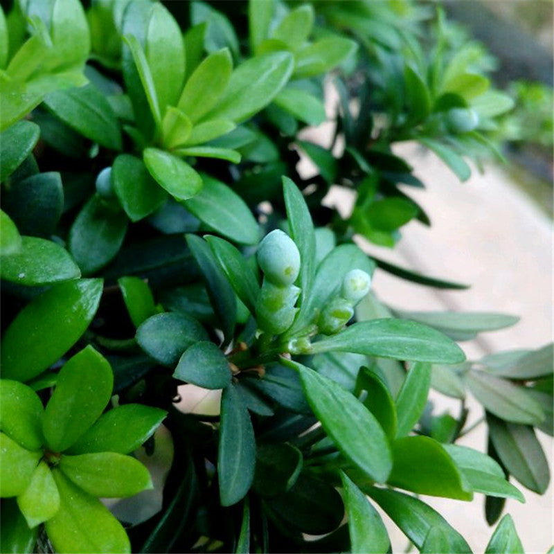 Egrow 40 Pcs/Pack Podocarpus Seeds Podocarpus Macrophyllus Tree Plant Home Garden Plant