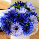 Egrow 100Pcs/Pack Gerbera Daisy Seeds Majorette Blue Halo Fragrant Bellis Flower Seeds