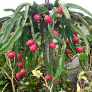 Egrow 50 Pcs/Pack Pitaya Seeds Red White Dragon Fruit Tree Seed for Outdoor Courtyard Plants