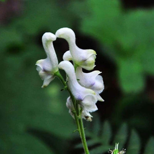 Egrow 100 Pcs/Pack Orchid Seeds Flying Duck Orchid Flower Bonsai White Flying Bird Flower Potted Decorative Flowers