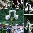 Egrow 100 Pcs/Pack Orchid Seeds Flying Duck Orchid Flower Bonsai White Flying Bird Flower Potted Decorative Flowers