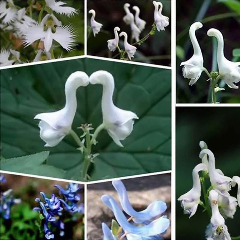 Egrow 100 Pcs/Pack Orchid Seeds Flying Duck Orchid Flower Bonsai White Flying Bird Flower Potted Decorative Flowers